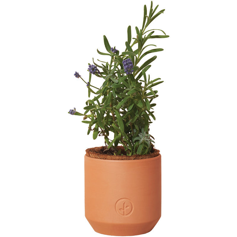 Tiny Terracotta Planter Kit Modern Sprout