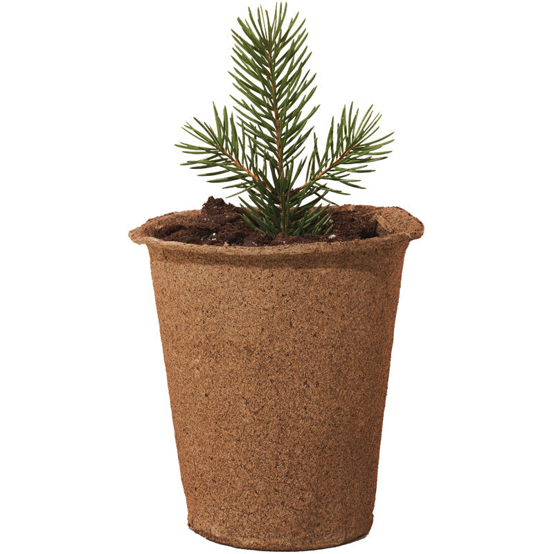 Tree Kit Modern Sprout