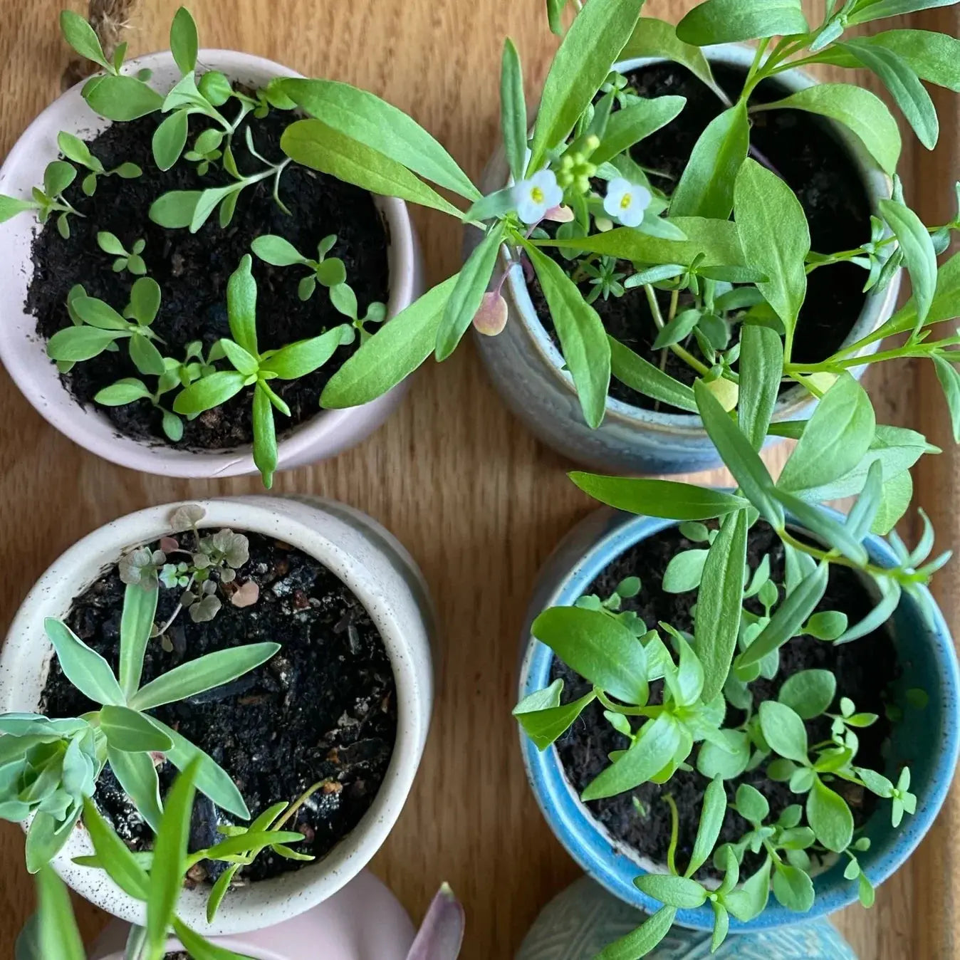 Greta Vegan Soy Candle + Planter - EarthHero Corporate Gifting and Custom Swag