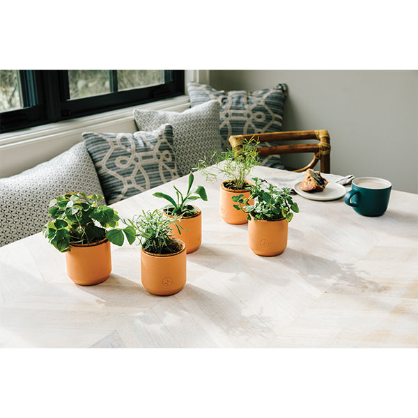 Tiny Terracotta Planter Kit Modern Sprout