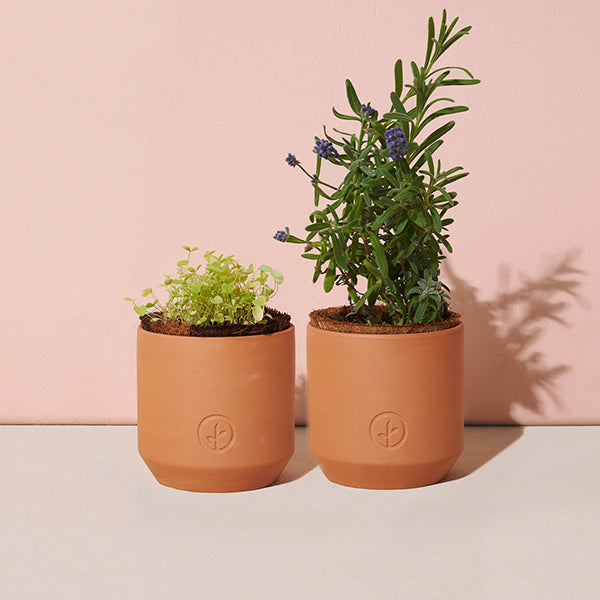 Tiny Terracotta Planter Kit Modern Sprout