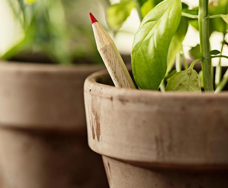 Plantable Pencils - Single Pencil - EarthHero Corporate Gifting and Custom Swag