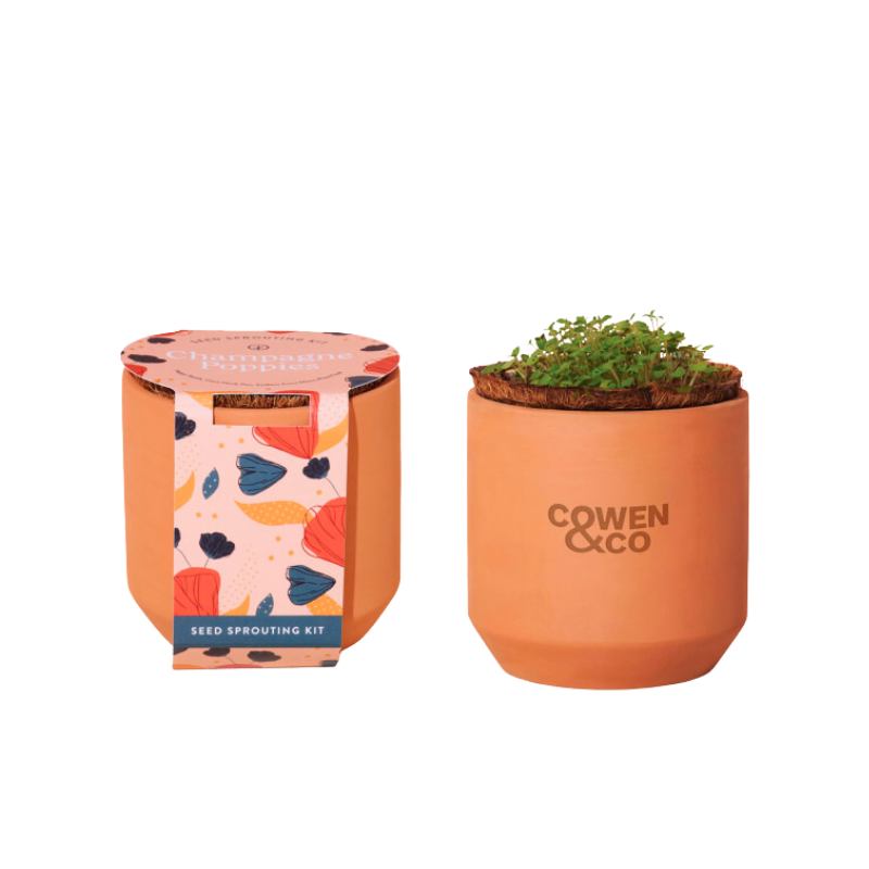 Tiny Terracotta Planter Kit