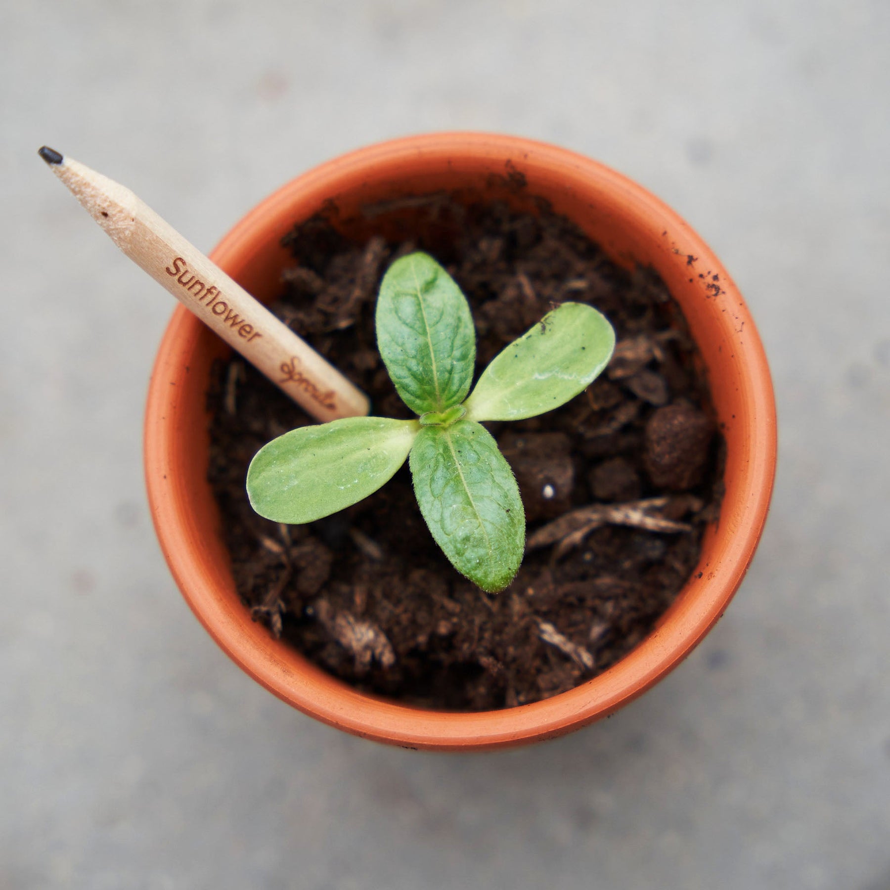 Plantable Pencils - Single Pencil with Customized Card